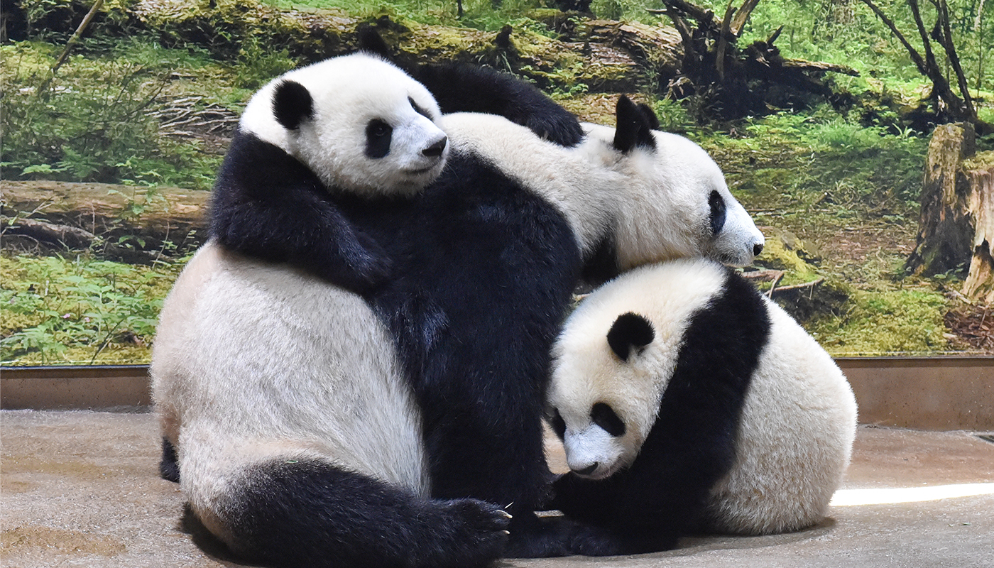 上野動物園が「世界の動物を守る」ためにできること（前編）