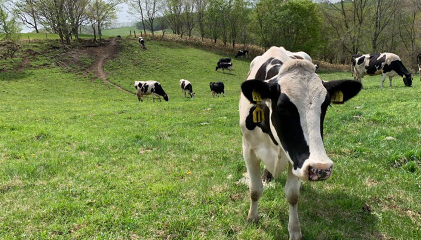 牛が喜び走り出す！　放牧酪農の「クラフトミルク」専用スタンド（前編）