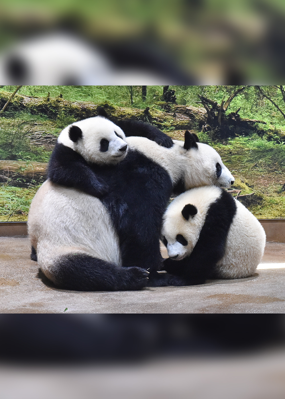 上野動物園が「世界の動物を守る」ためにできること（前編）