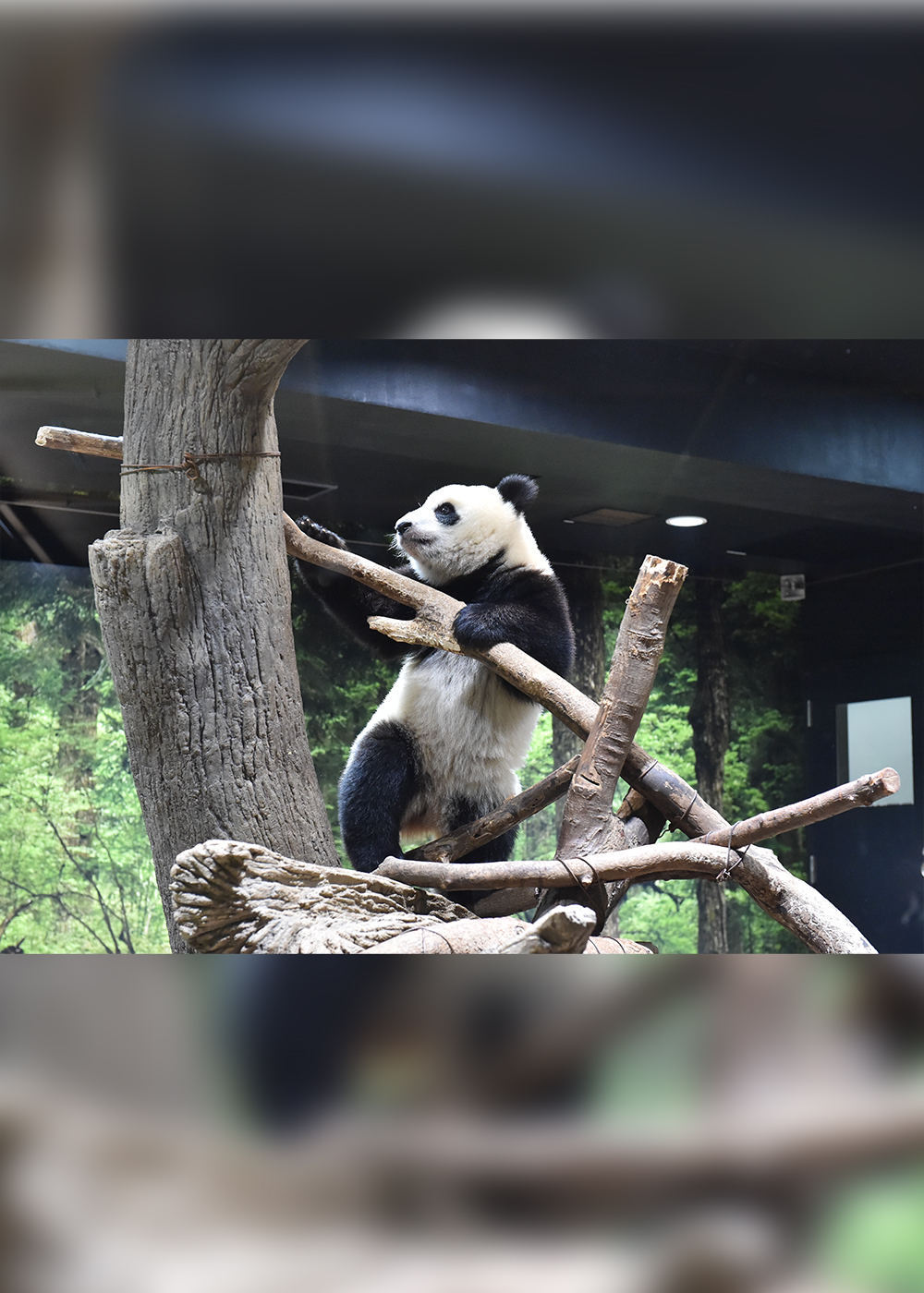 上野動物園が「世界の動物を守る」ためにできること（後編）