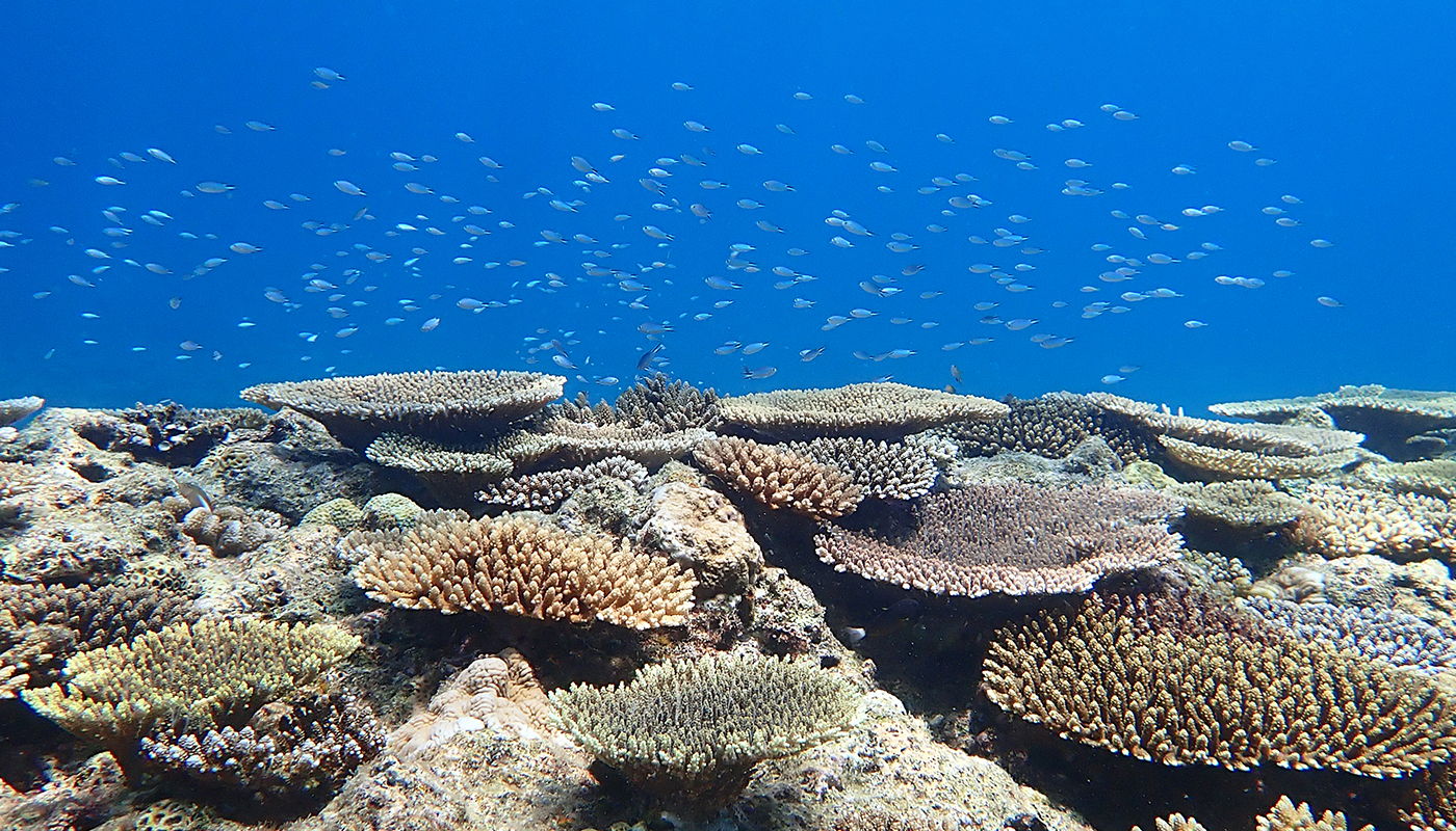 豊かな海の象徴･サンゴ礁を守るために､私たちにもできることがある