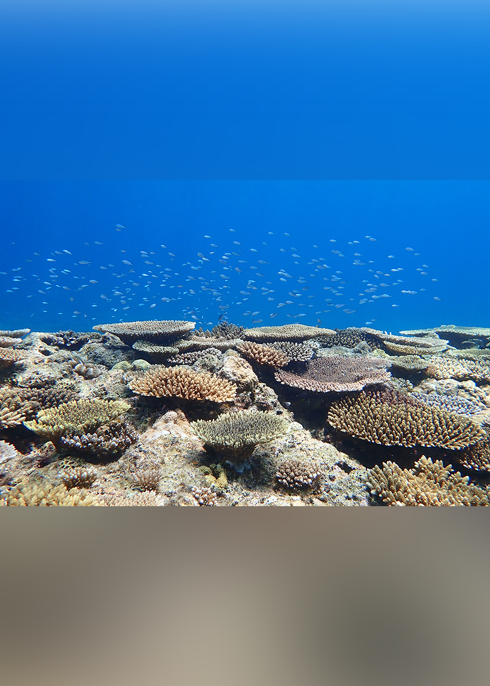 豊かな海の象徴･サンゴ礁を守るために､私たちにもできることがある