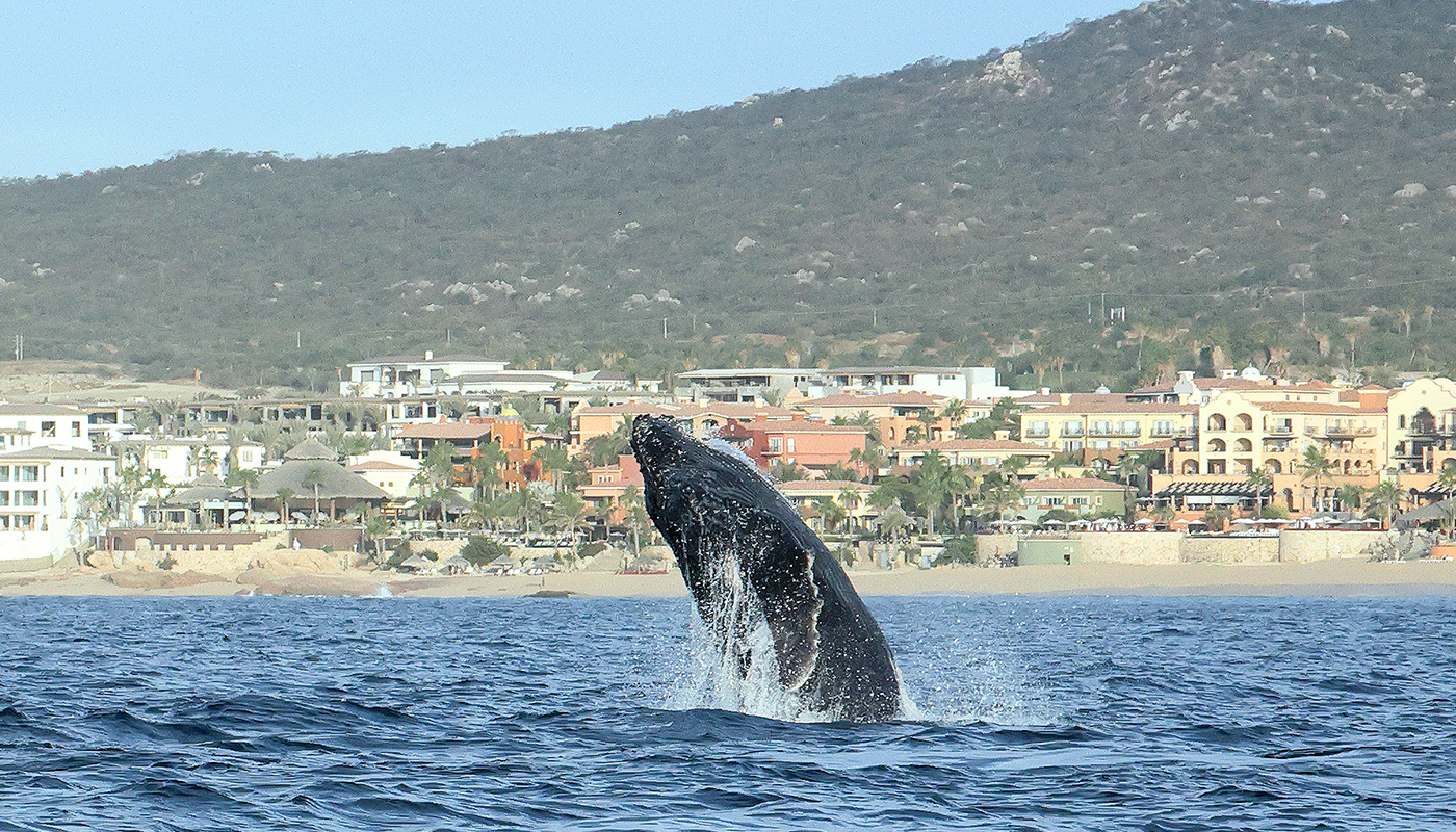 世界中のクジラが“出産と教育”のためにやってくる！ 野生動物の楽園｢ロスカボス｣の海