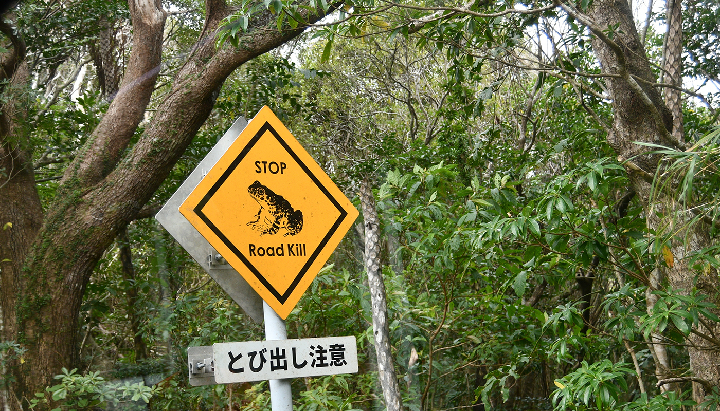 世界自然遺産・沖縄「やんばるの森」を､カリスマガイド＋電気バスと歩いてみた！