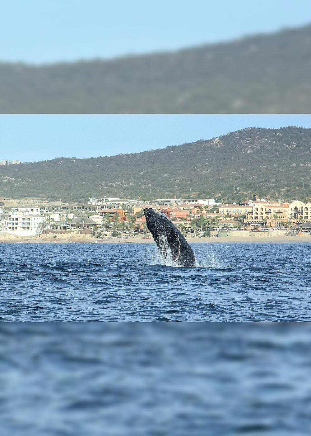 世界中のクジラが“出産と教育”のためにやってくる！ 野生動物の楽園｢ロスカボス｣の海