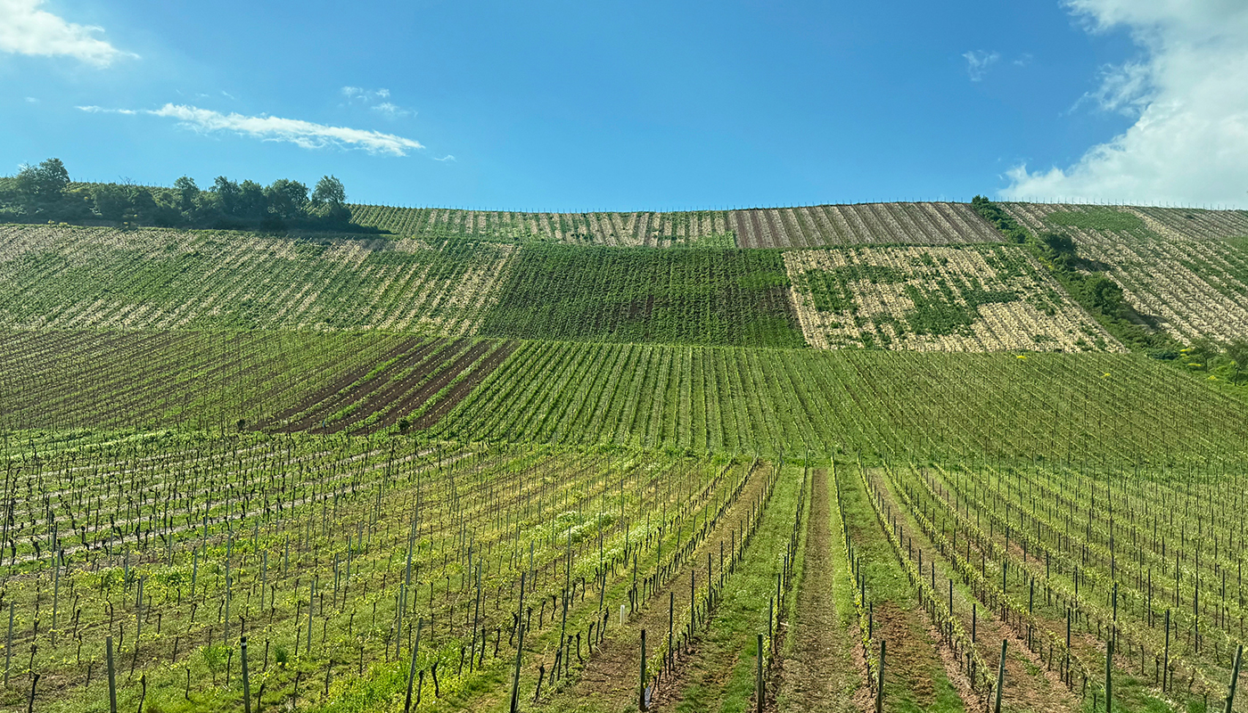 ドイツのサステナブルな街を巡る③　ラインヘッセン地方の｢ビオワイン｣生産者がつくる“未来につながるワイン畑”