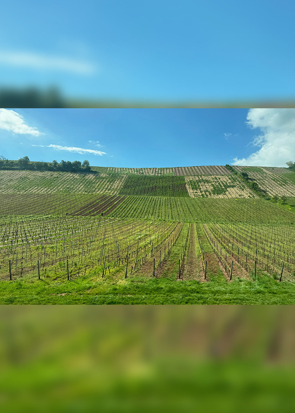 ドイツのサステナブルな街を巡る③　ラインヘッセン地方の｢ビオワイン｣生産者がつくる“未来につながるワイン畑”