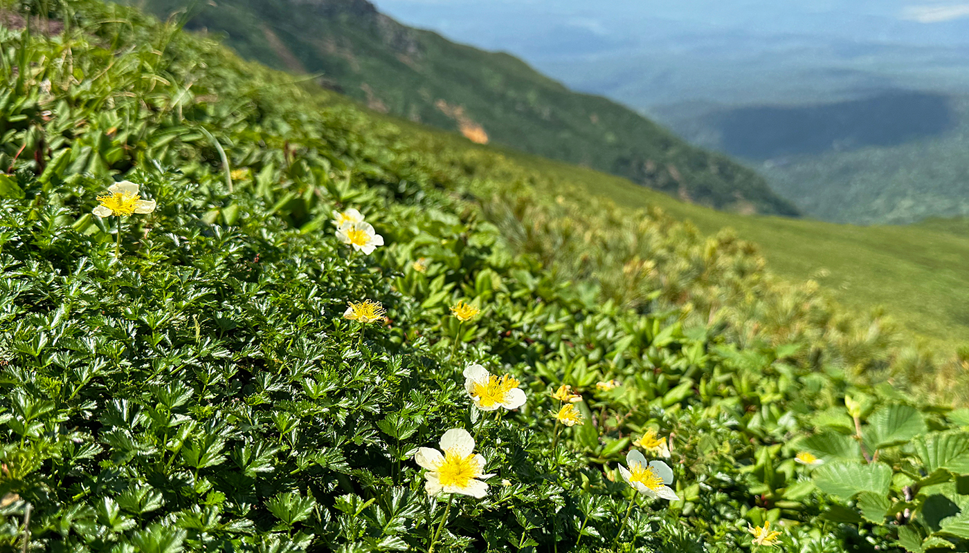 富良野岳に広がる北海道「天空の花畑」で、身体デトックス！