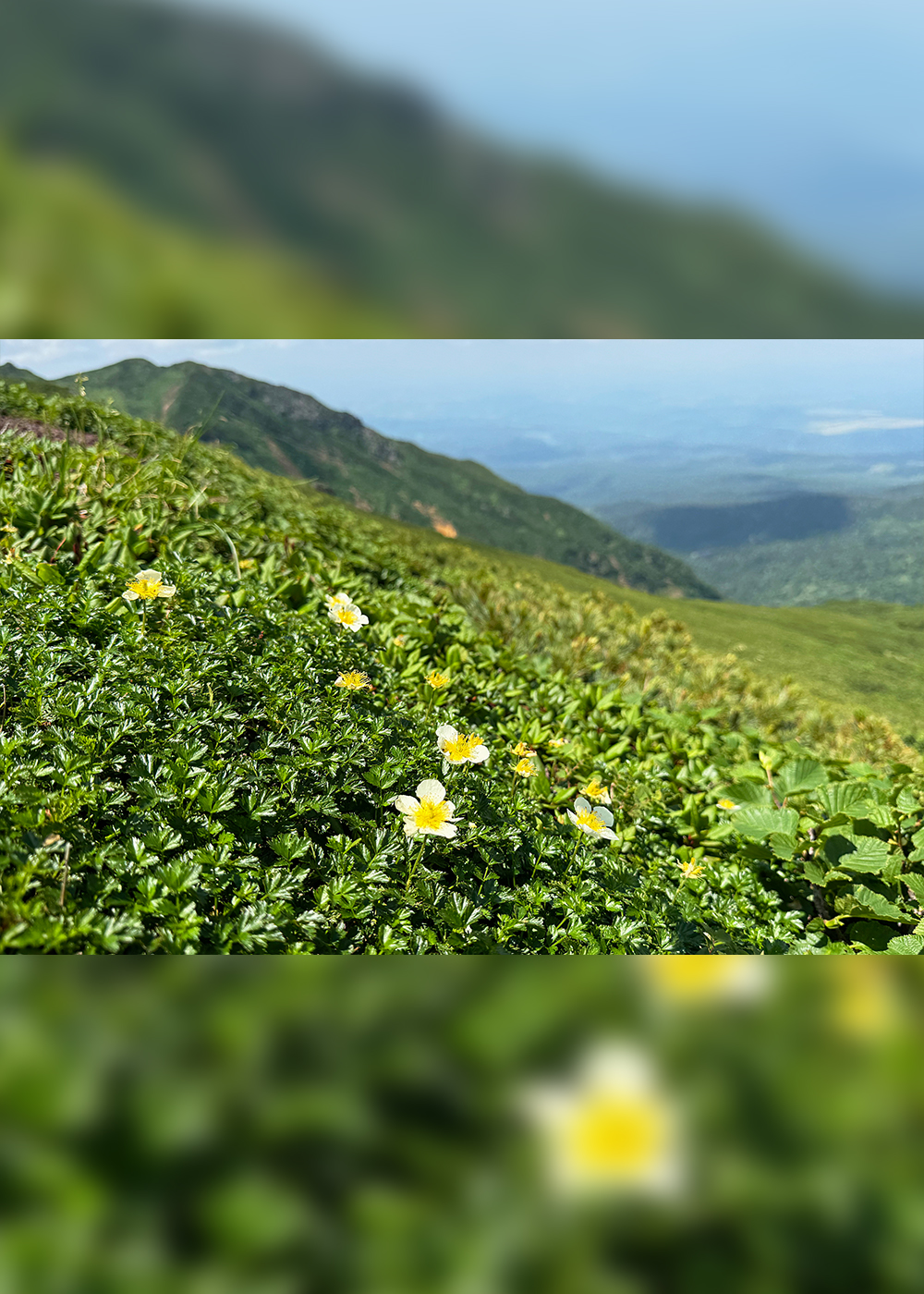 富良野岳に広がる北海道「天空の花畑」で、身体デトックス！