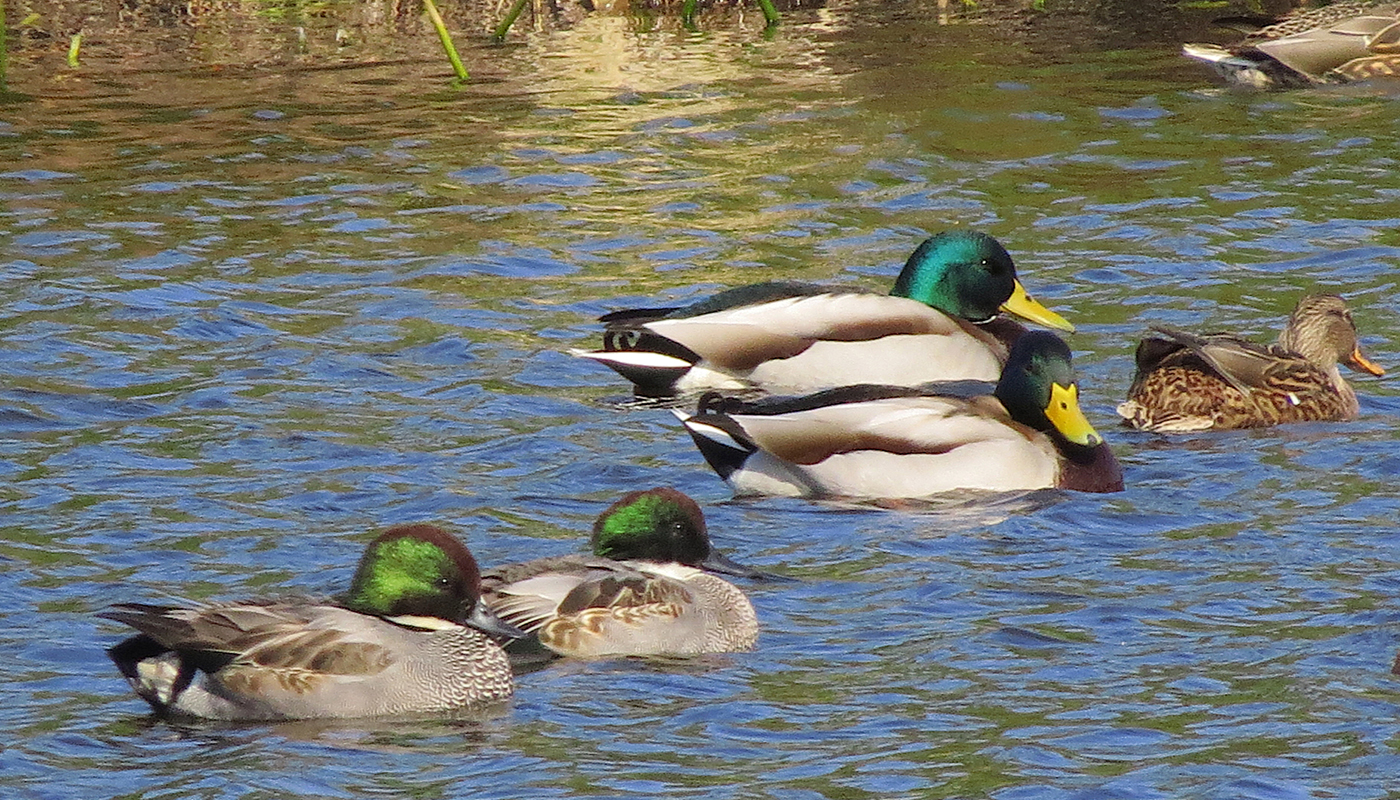 冬の水辺は大にぎわい！ カワイイ渡り鳥に会いに行こう【バードウォッチングウィーク・後編】