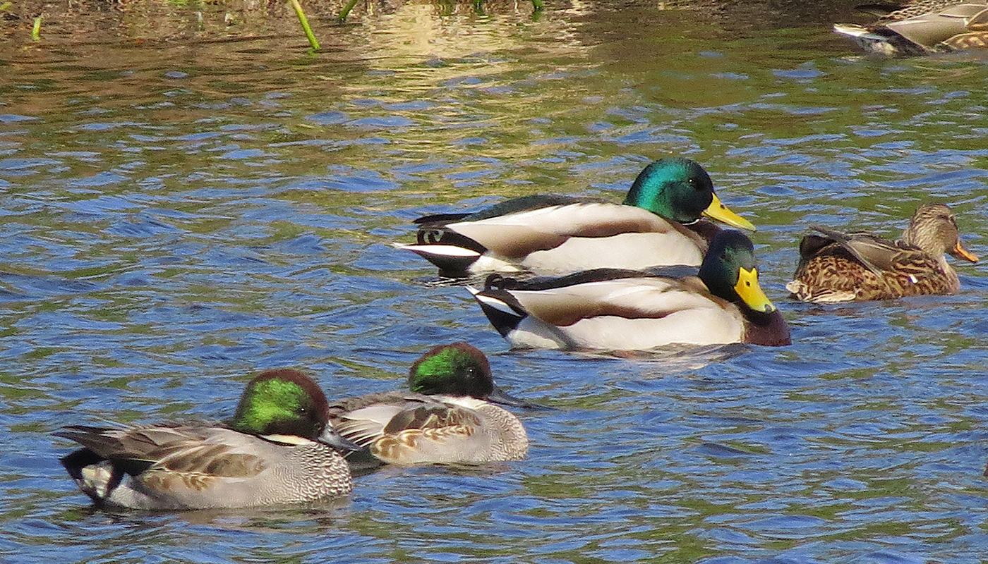 冬の水辺は大にぎわい！ カワイイ渡り鳥に会いに行こう【バードウォッチングウィーク・後編】