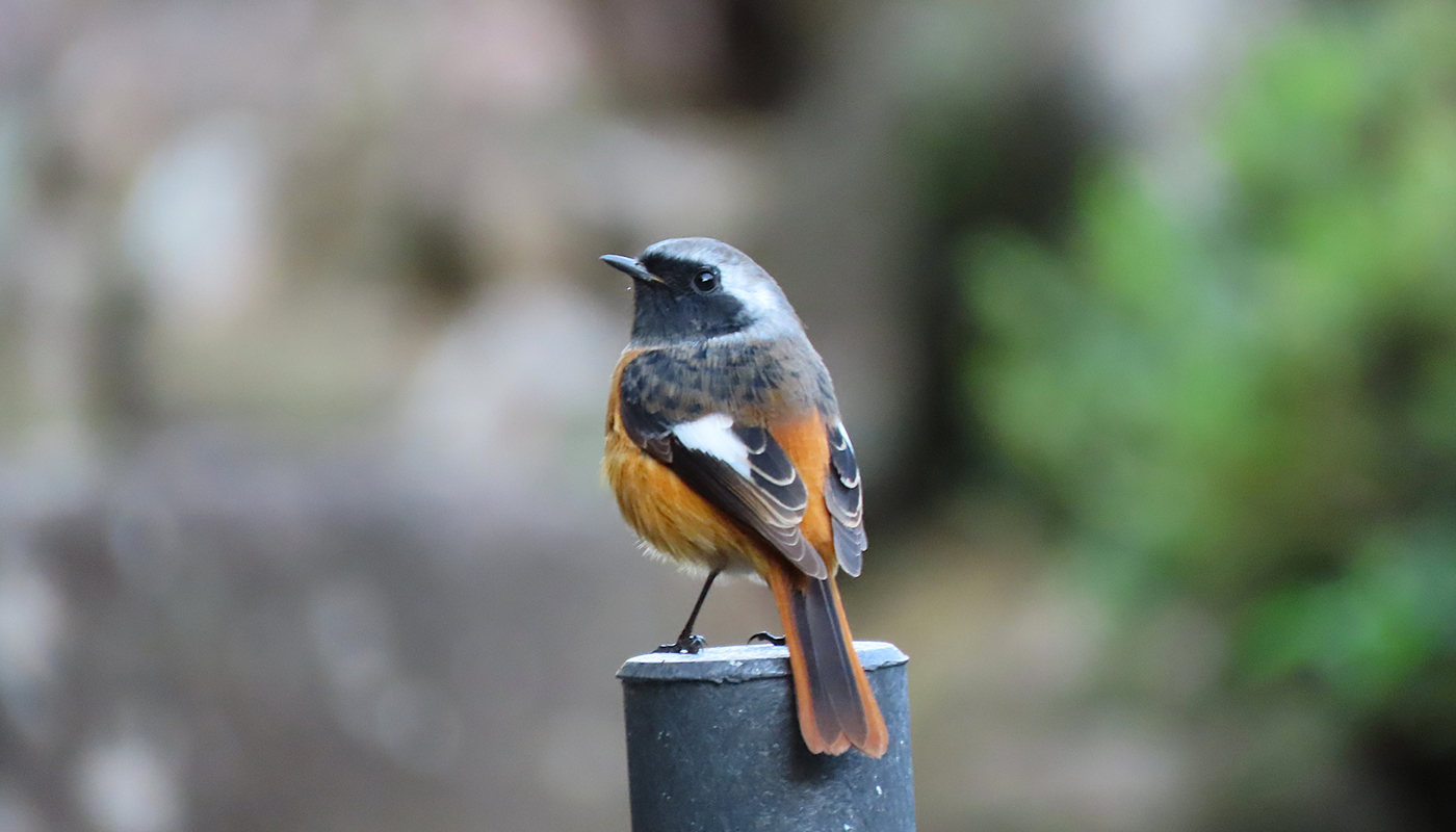 秋は“鳥見”の季節！　カワイイ小鳥を探しに出かけよう【バードウォッチングウィーク・前編】