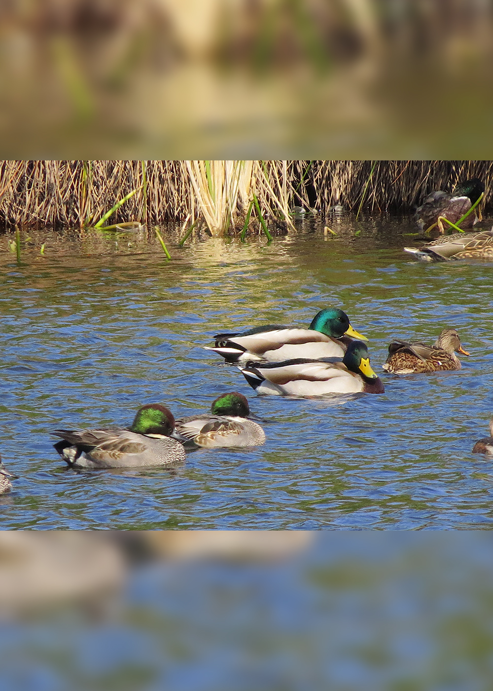 冬の水辺は大にぎわい！ カワイイ渡り鳥に会いに行こう【バードウォッチングウィーク・後編】