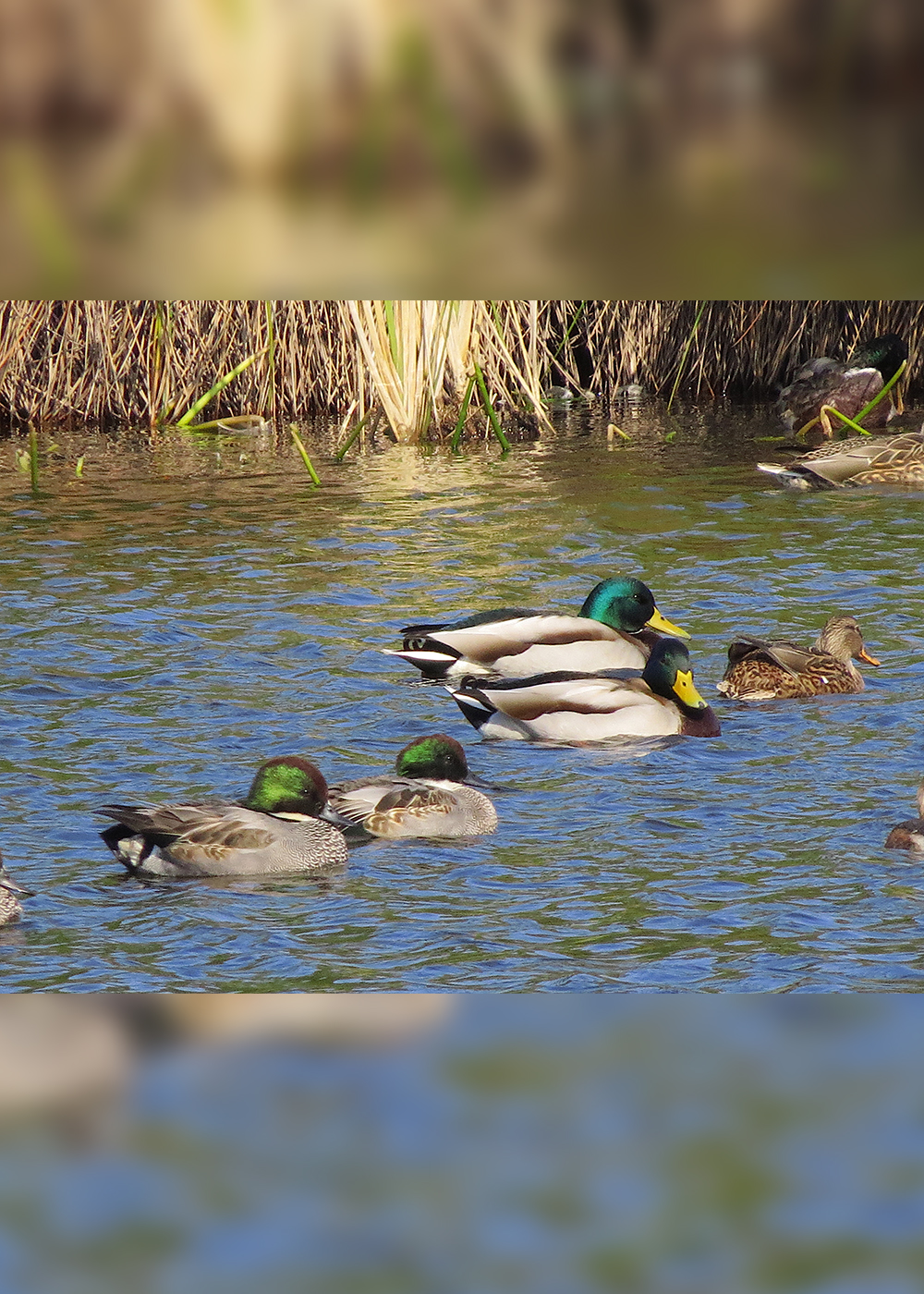 冬の水辺は大にぎわい！ カワイイ渡り鳥に会いに行こう【バードウォッチングウィーク・後編】