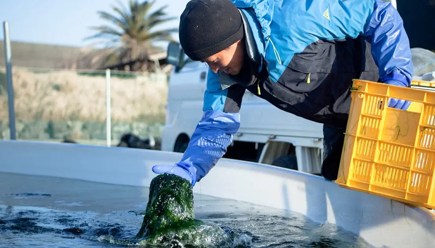 地下海水をつかって激減した｢青のり｣を復活！ 海の生態系を守る｢陸上栽培｣の可能性