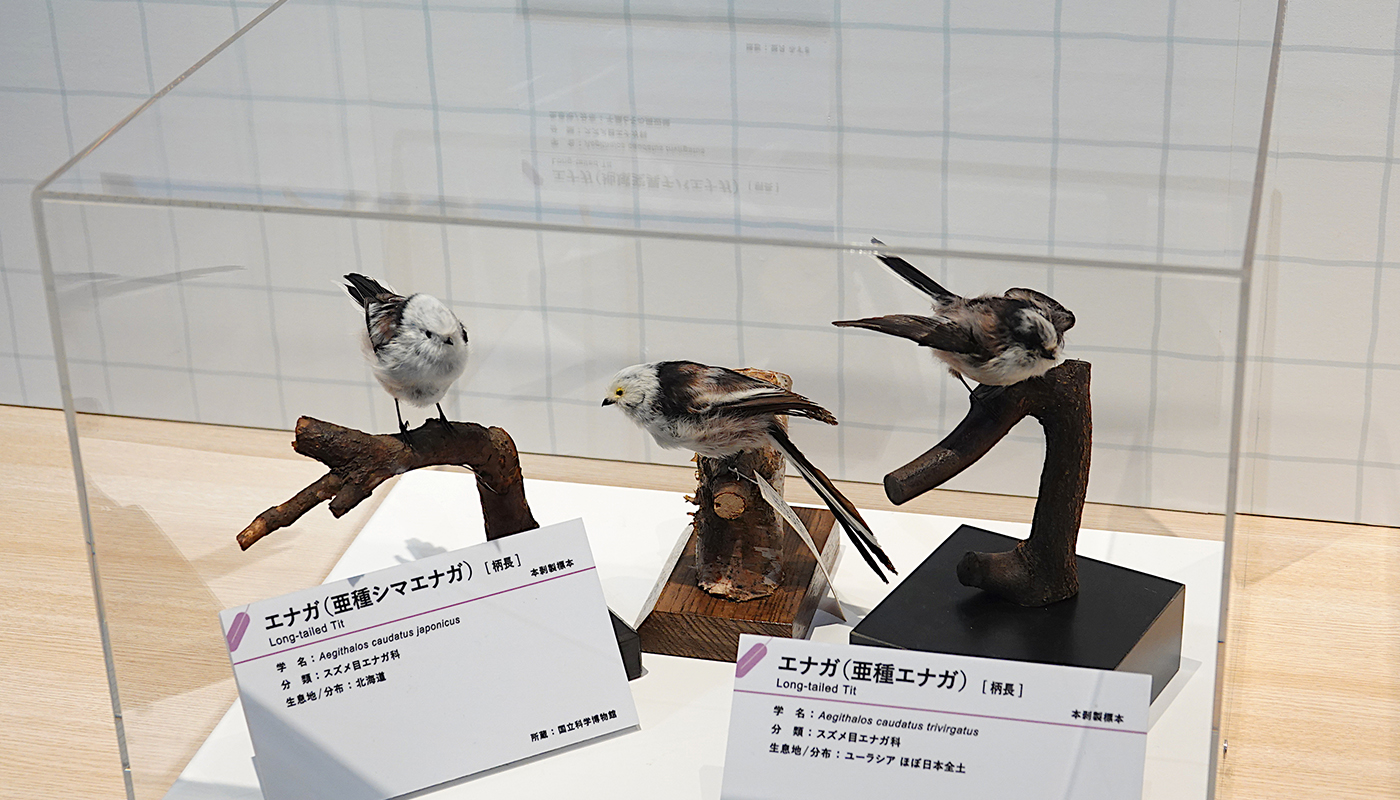 上野公園で｢シマエナガ｣に会える!? 国立科学博物館｢鳥｣展へ【後編】