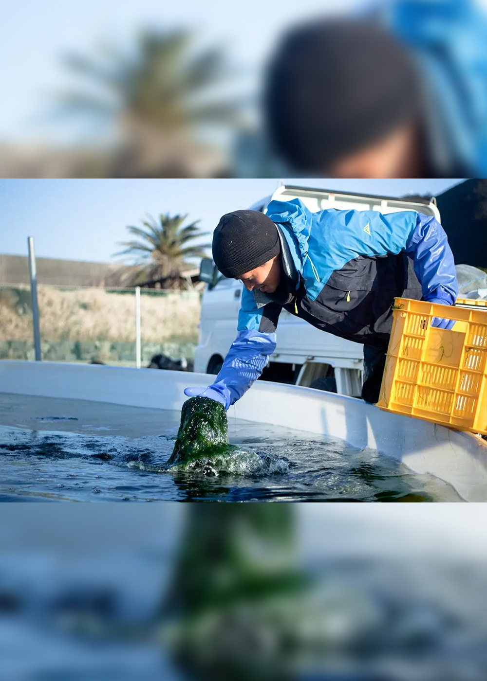 地下海水をつかって激減した｢青のり｣を復活！ 海の生態系を守る｢陸上栽培｣の可能性