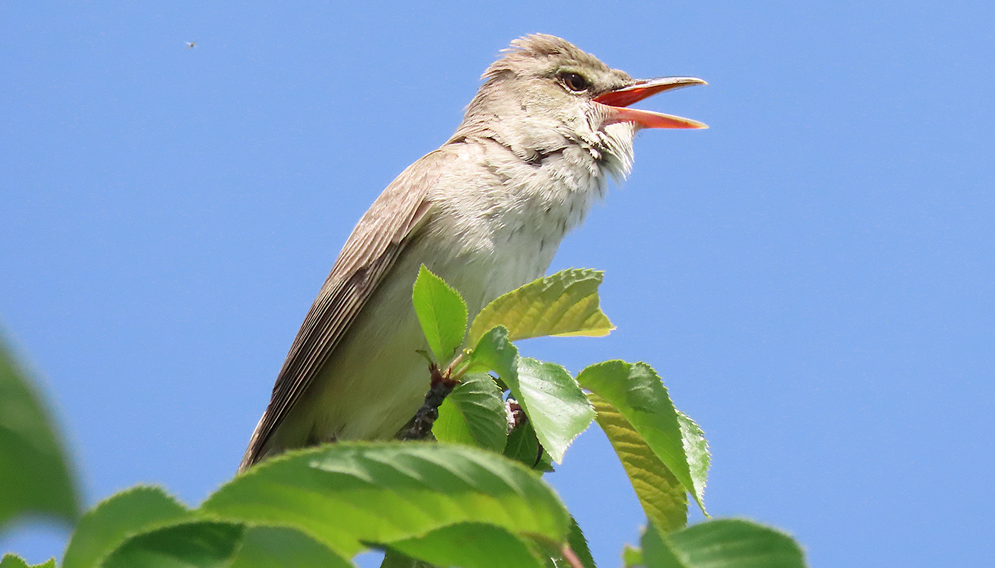 首都圏“鳥見”さんぽ─小鳥が飛び交う初夏の小江戸･川越へ【後編】