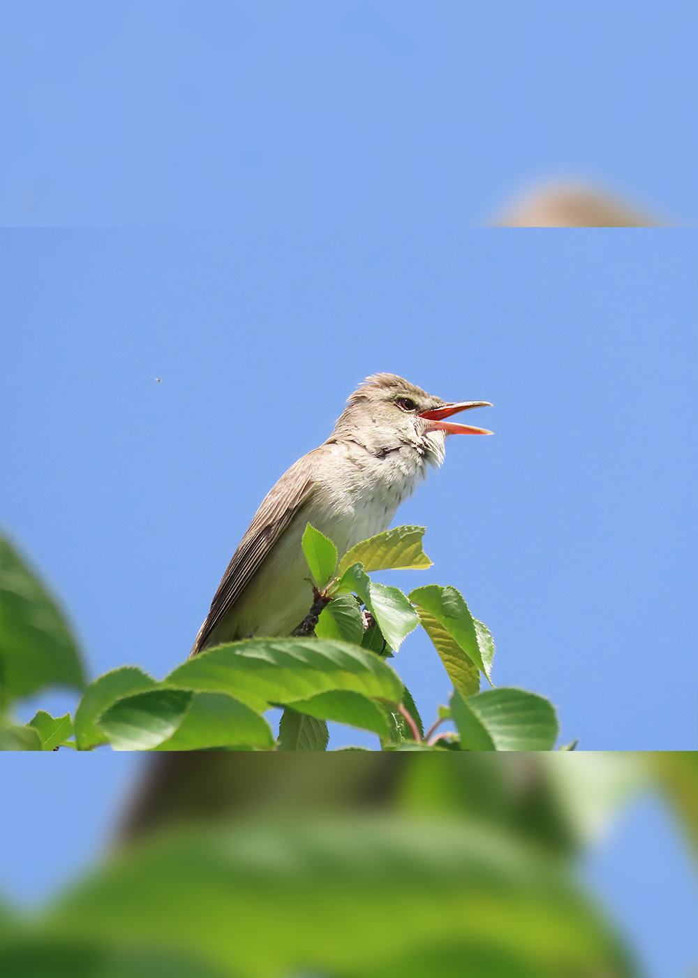首都圏“鳥見”さんぽ─小鳥が飛び交う初夏の小江戸･川越へ【後編】