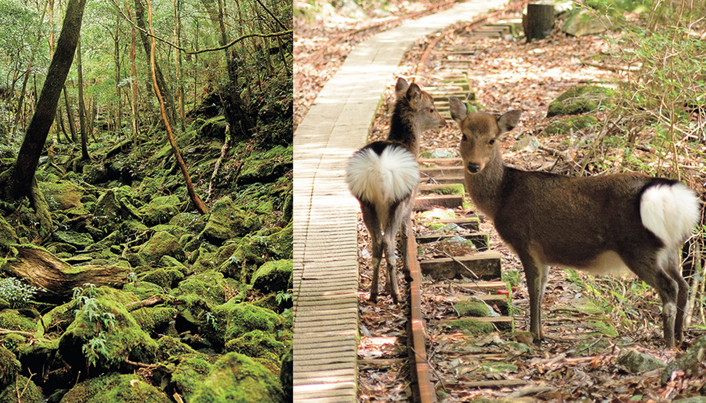 世界自然遺産・屋久島の豊かな循環を守るアクション「エコツーリズム」
