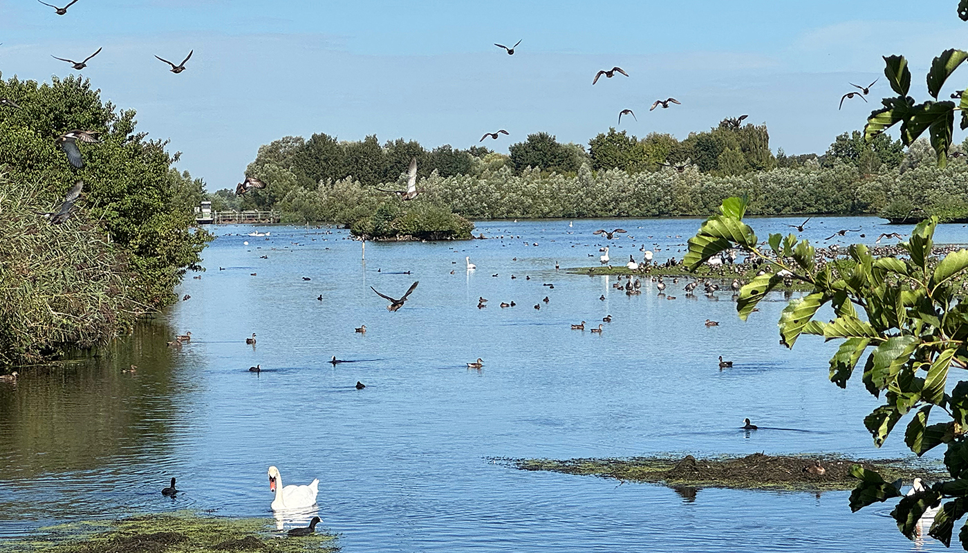 下水処理場が“鳥の楽園”に！　ドイツ西部「リーゼルフェルダー」の奇跡を見にいく