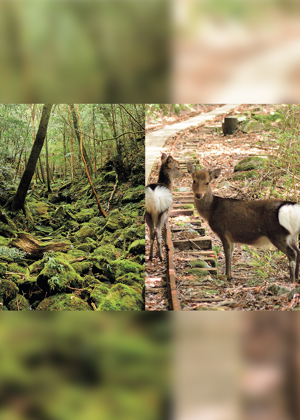 世界自然遺産・屋久島の豊かな循環を守るアクション「エコツーリズム」