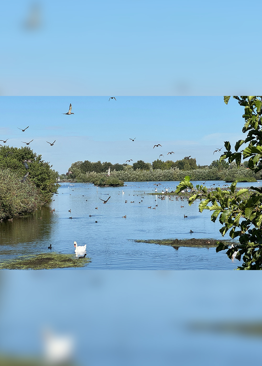 下水処理場が“鳥の楽園”に！　ドイツ西部「リーゼルフェルダー」の奇跡を見にいく