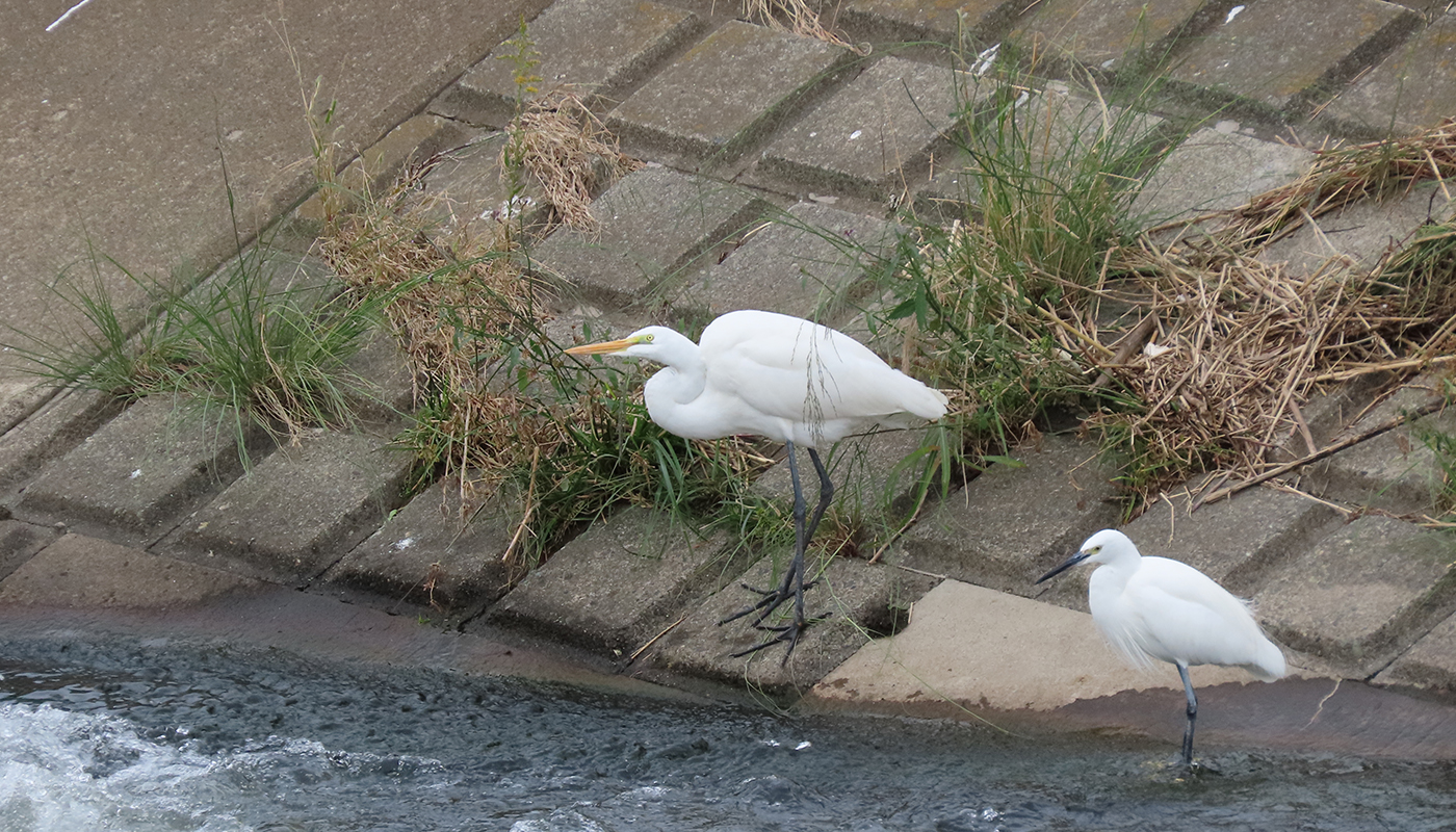 首都圏“鳥見”さんぽ【前編】 　ここがヨコハマ!?　カワイイ水鳥と出会える冬のビオトープ