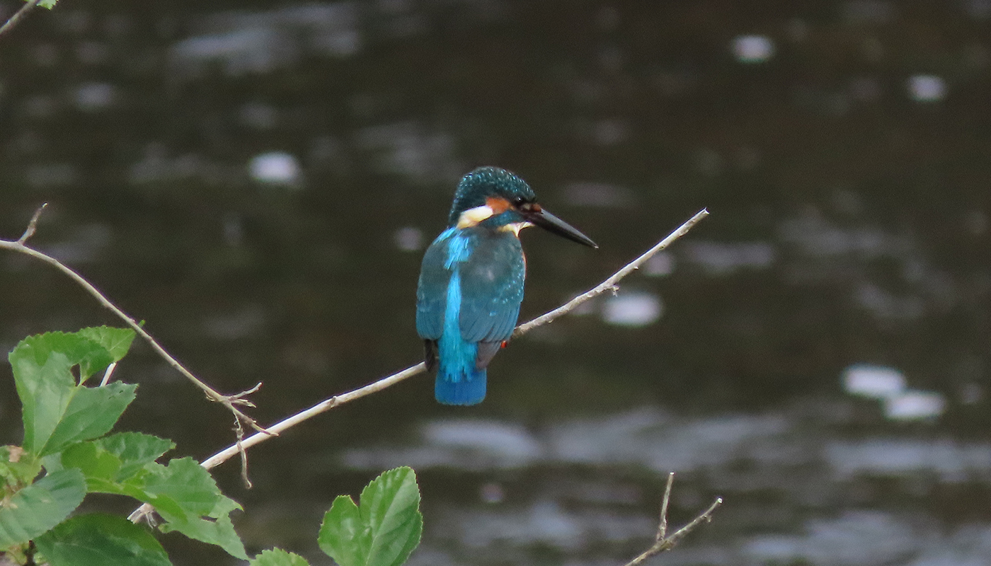 首都圏“鳥見”さんぽ【後編】 必ず会える!? 水辺の宝石｢カワセミ｣が待つヨコハマの遊水地へ