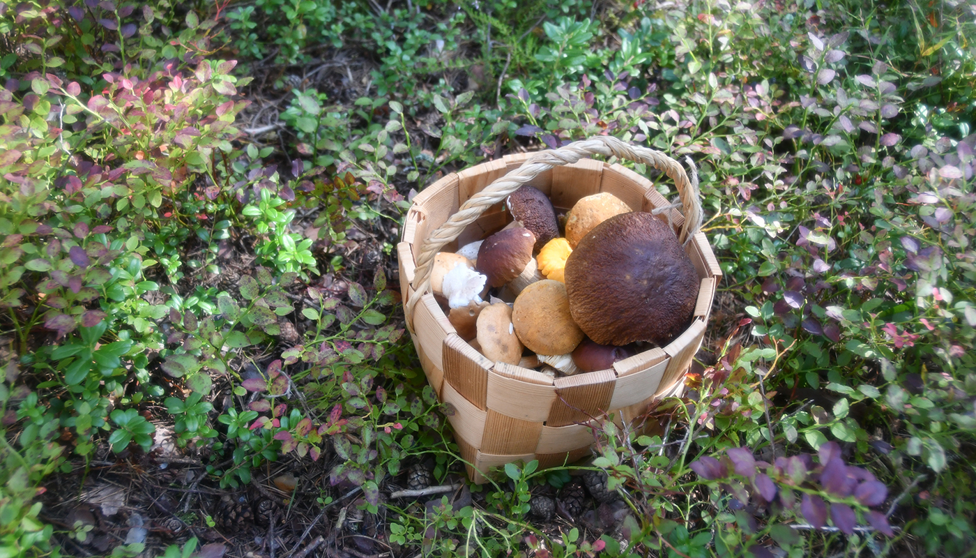 野生のベリー＆キノコ狩り､キツツキの代わりに野鳥のおうちをハンドメイド！ フィンランドで自然との共生を学ぶ