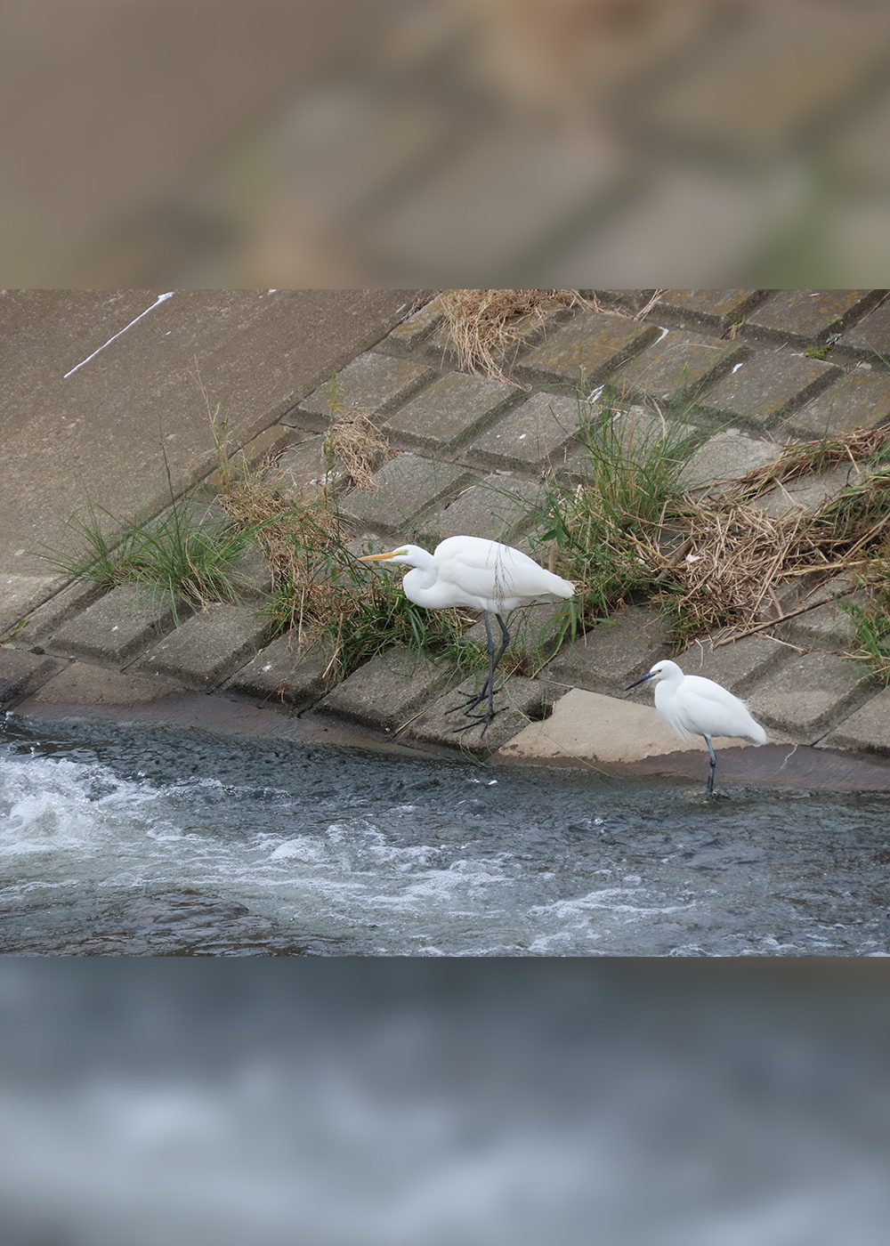 首都圏“鳥見”さんぽ【前編】 　ここがヨコハマ!?　カワイイ水鳥と出会える冬のビオトープ
