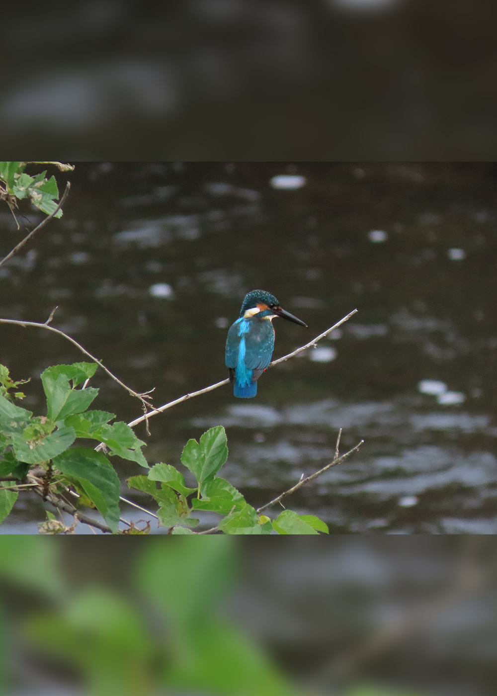 首都圏“鳥見”さんぽ【後編】 必ず会える!? 水辺の宝石｢カワセミ｣が待つヨコハマの遊水地へ