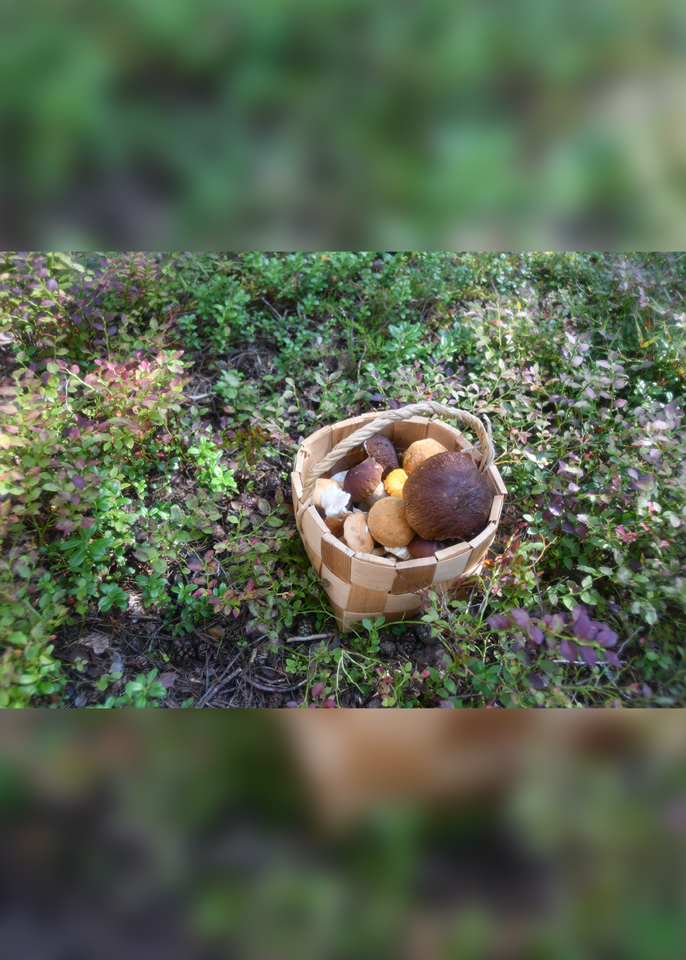 野生のベリー＆キノコ狩り､キツツキの代わりに野鳥のおうちをハンドメイド！ フィンランドで自然との共生を学ぶ