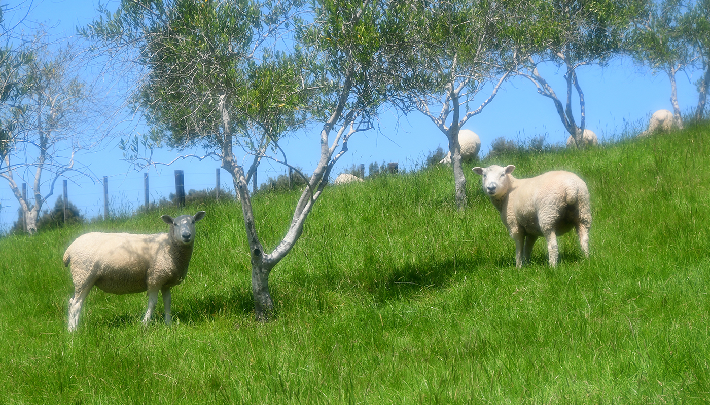 サステナブル先進国･ニュージーランド｢マタカナ｣で学んだ“自然とともに生きる術”【前編】
