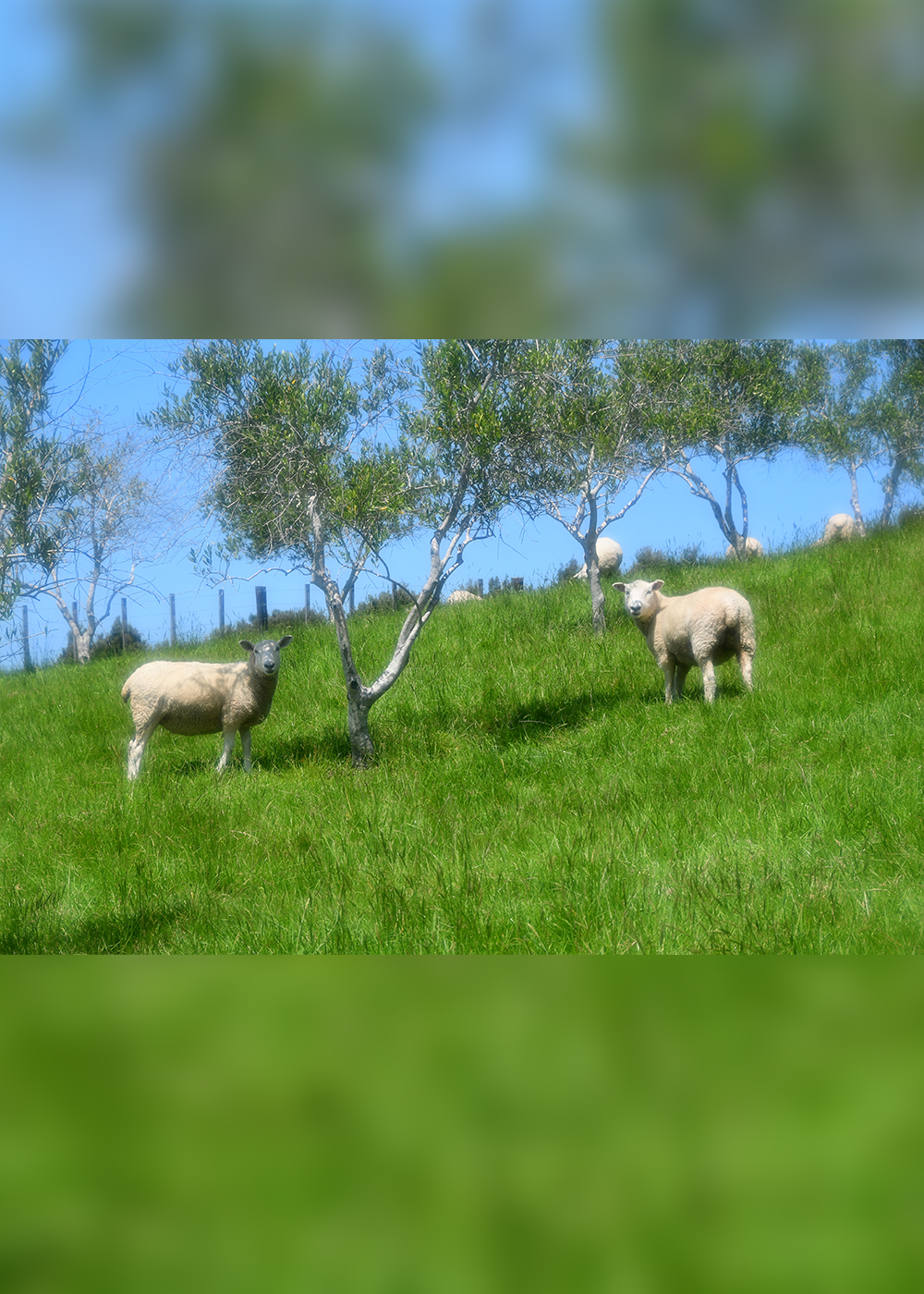 サステナブル先進国･ニュージーランド｢マタカナ｣で学んだ“自然とともに生きる術”【前編】