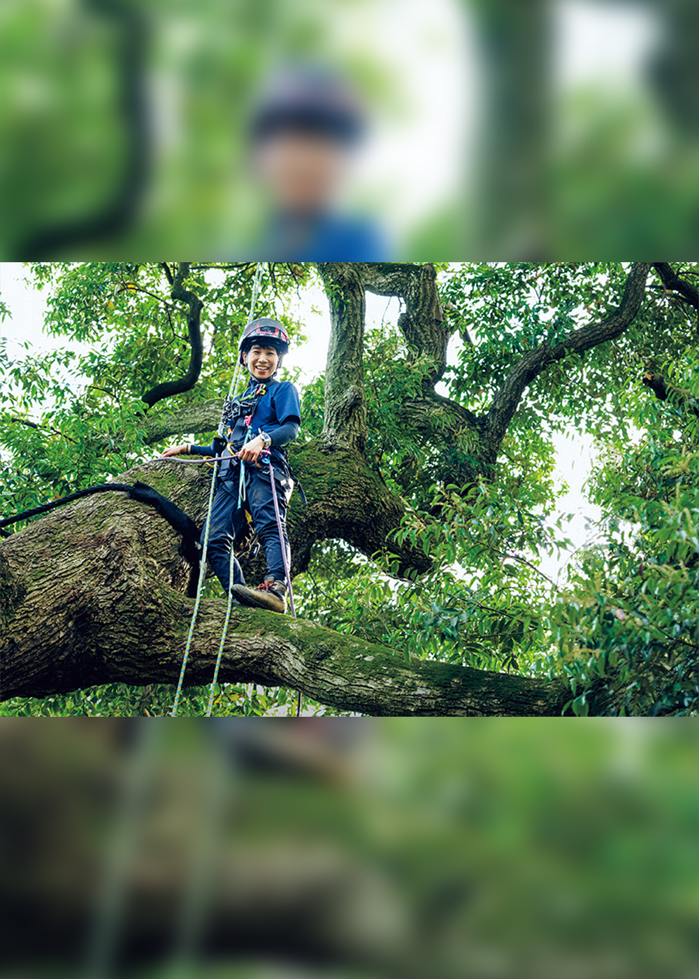 森と木を守って再生させる､｢樹木医｣片岡日出美のプロのワザ