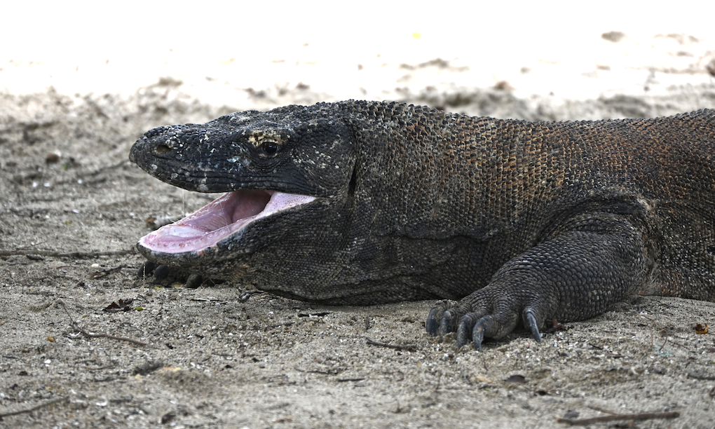 インドネシア“世界遺産の島”で｢ピンクのビーチ｣と､生ける恐竜｢コモド