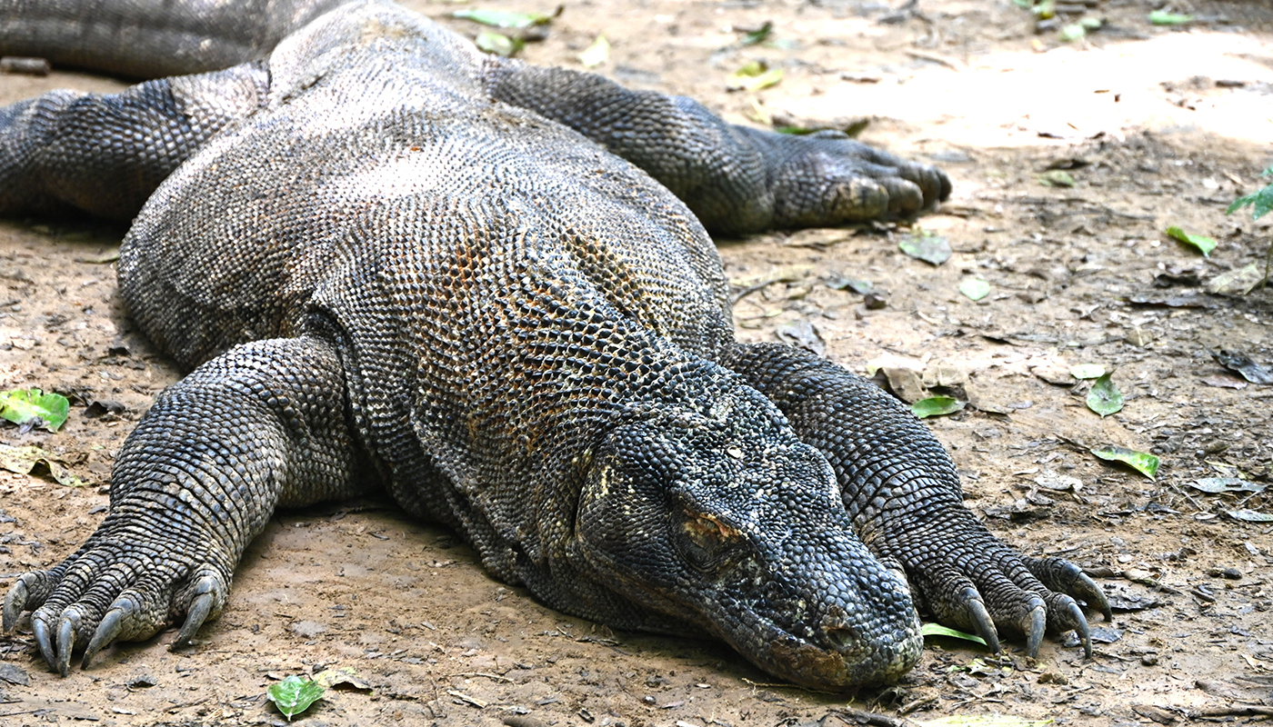 インドネシア“世界遺産の島”で｢ピンクのビーチ｣と､生ける恐竜｢コモドドラゴン｣に出遭う！【前編】