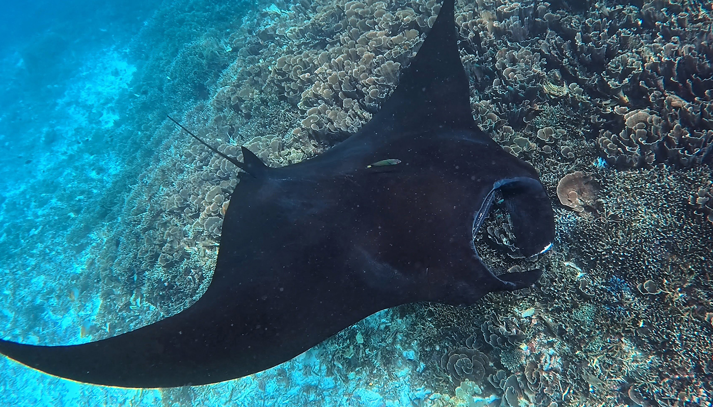 インドネシアの“世界遺産”コモド諸島で｢マンタ｣と泳ぎ､サンゴを植える【後編】