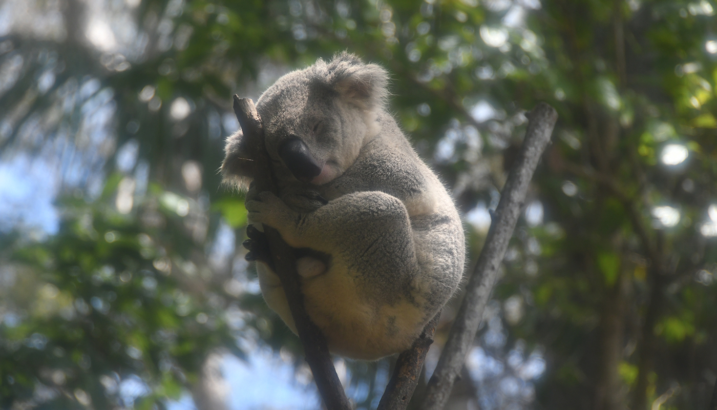 ふわふわコアラを抱っこしてカンガルーと遊ぶ！　動物と最先端グルメに癒やされるゴールドコーストへの旅