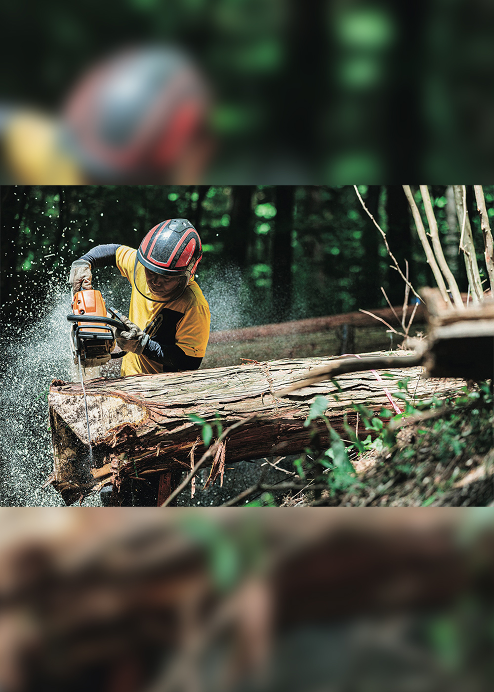 森との共生をめざす取り組み「林業の求人サイト」