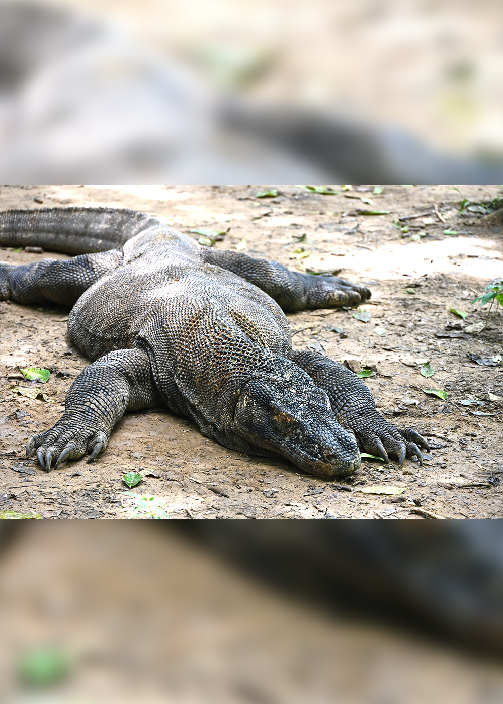 インドネシア“世界遺産の島”で｢ピンクのビーチ｣と､生ける恐竜｢コモドドラゴン｣に出遭う！【前編】