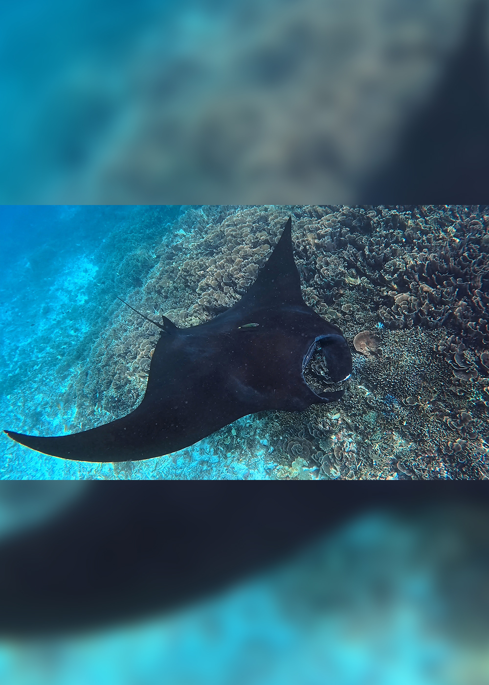 インドネシアの“世界遺産”コモド諸島で｢マンタ｣と泳ぎ､サンゴを植える【後編】