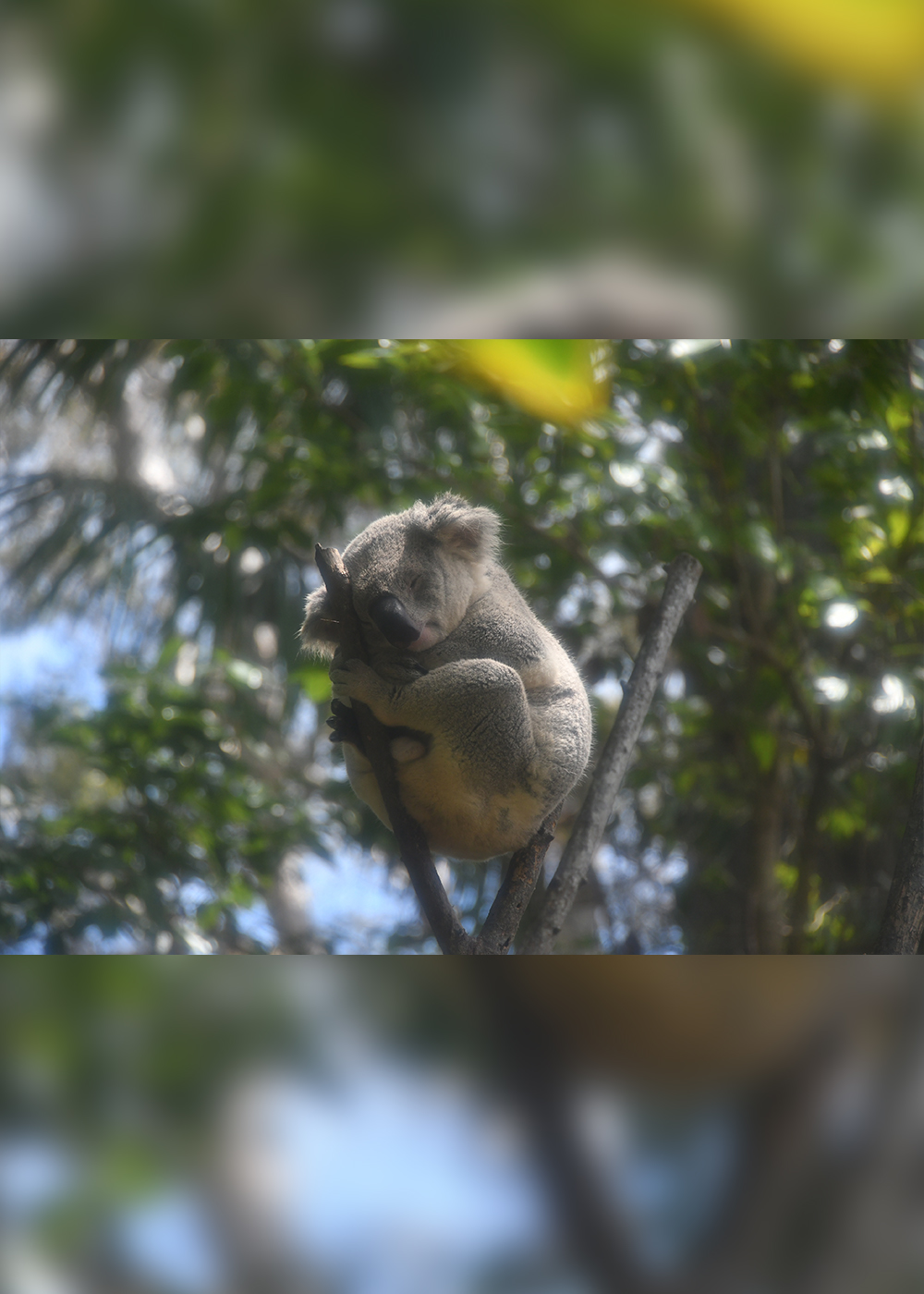 ふわふわコアラを抱っこしてカンガルーと遊ぶ！　動物と最先端グルメに癒やされるゴールドコーストへの旅