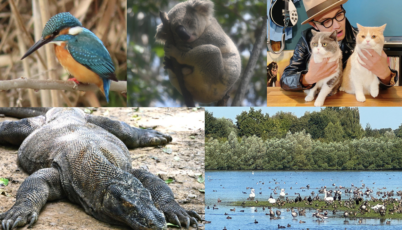 【特集】旅しても災害時も､動物＆鳥たちに癒やされ､ともに生きよう！