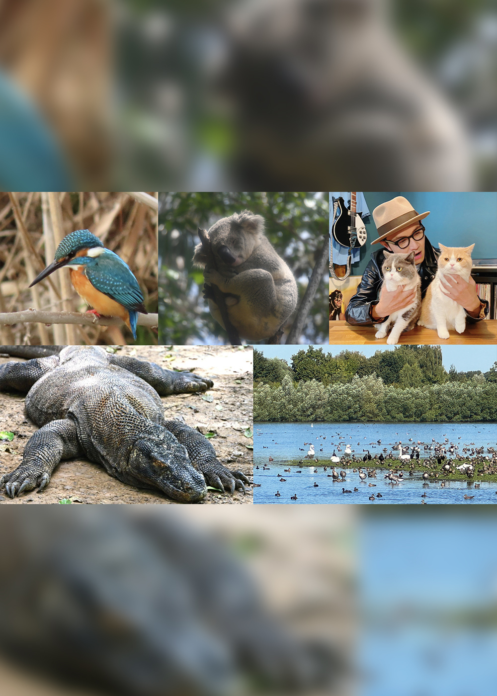 【特集】旅しても災害時も､動物＆鳥たちに癒やされ､ともに生きよう！